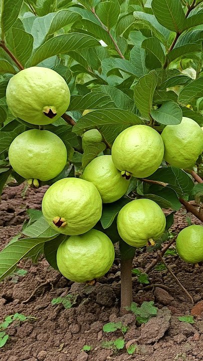 Hisar Safeda Guava Plant
